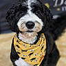 dog, black_and_white, bandana, yellow_bandana, pet, cute, fur, portrait, animal, indoor, closeup, fluffy, muzzle, eyes, nose, standing, background_blur, domestic_animal, whiskers, friendly