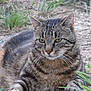 cat, tabby_cat, animal, outdoor, grass, dirt, pet, feline, whiskers, ears, fur, striped, resting, nature, closeup, mammal, wildlife, eyes, face, ground