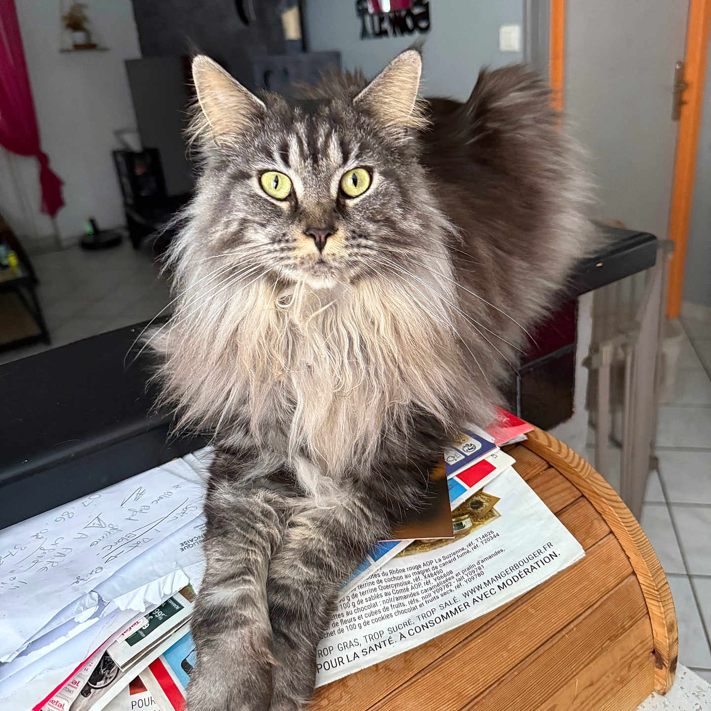 Thémis a rejoint le concours — aidez-le/la à gagner de superbes lots ! animal, cat, cat_tree, cozy, curious, domestic, floor_tiles, fur, furniture, home, indoor, long_hair, looking_at_camera, magazines, papers, pet, portrait, relaxed, wooden_surface, yellow_eyes