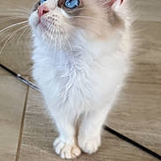 Aïko participe au concours pour gagner de l'argent avec cette photo : kitten, cat, blue_eyes, fluffy, curious, pet, animal, indoor, wooden_floor, closeup, whiskers, cute, young, domestic_cat, feline, small, adorable, looking_up, soft_fur, playful