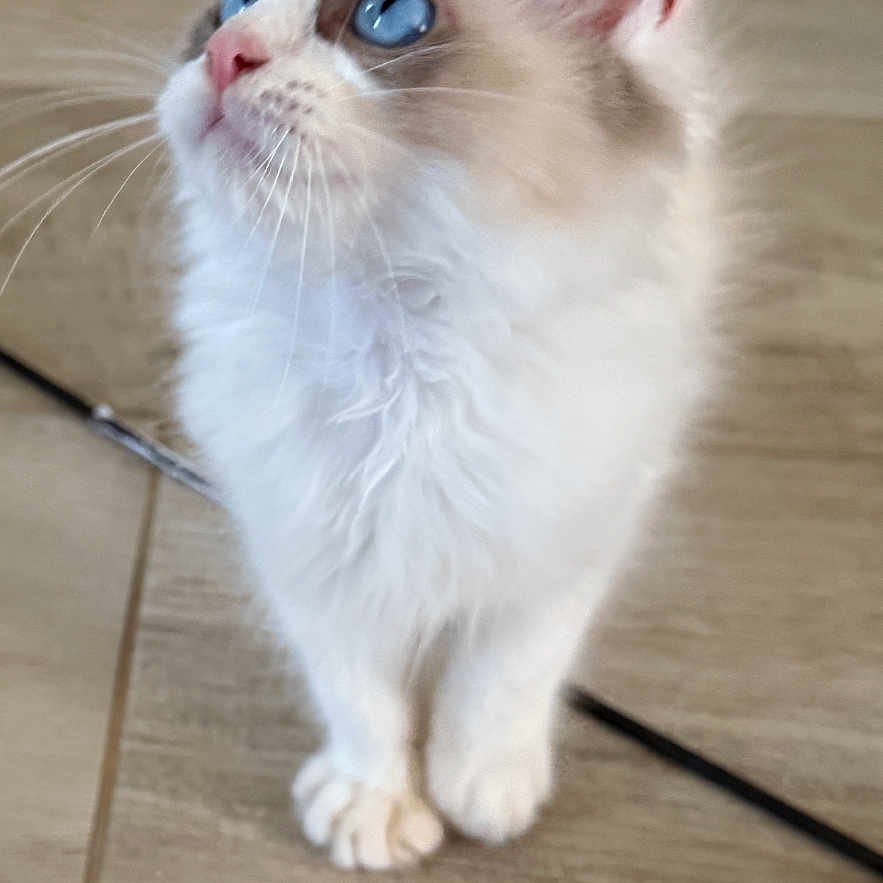 Aïko participe au concours pour gagner de l'argent avec cette photo : adorable, animal, blue_eyes, cat, closeup, curious, cute, domestic_cat, feline, fluffy, indoor, kitten, looking_up, pet, playful, small, soft_fur, whiskers, wooden_floor, young