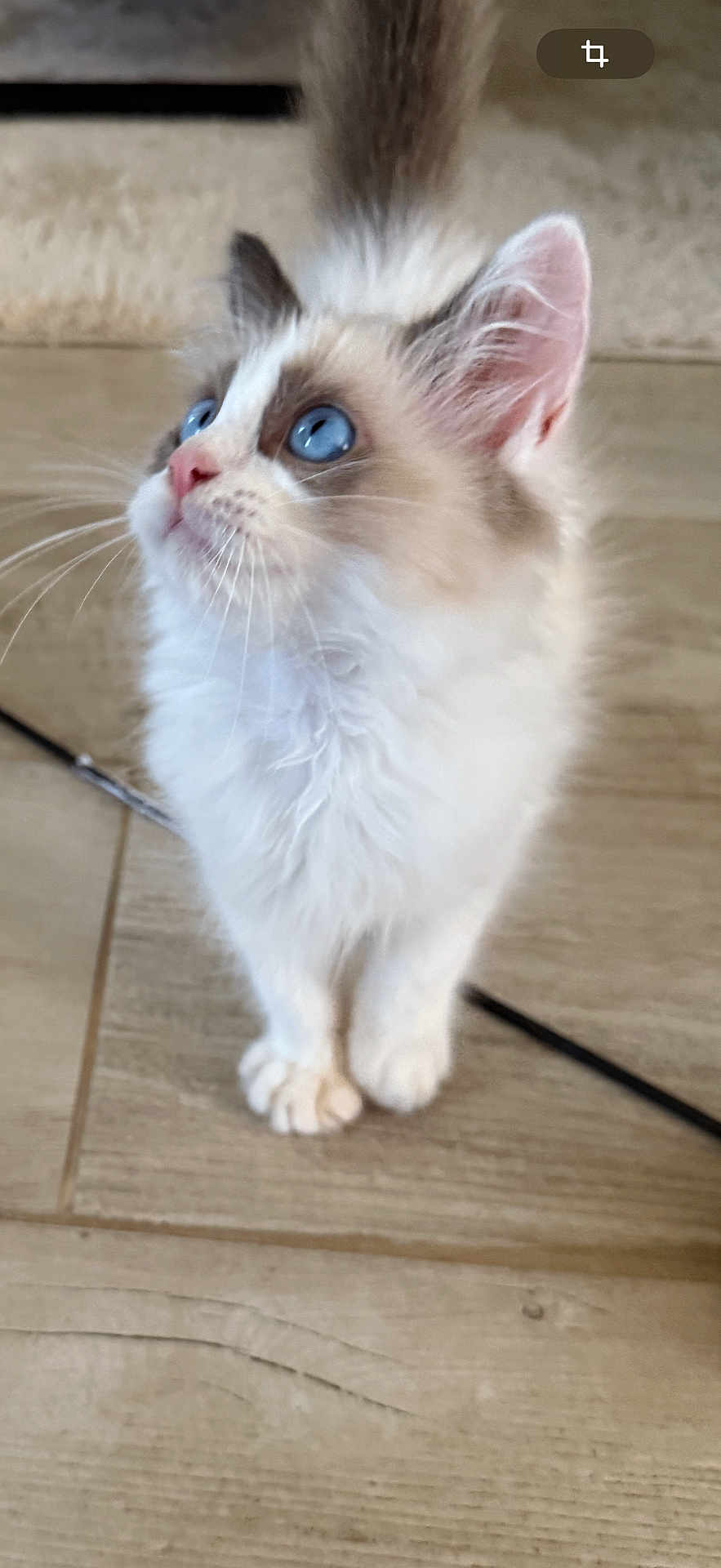 Aïko participe au concours pour gagner de l'argent avec cette photo : kitten, cat, blue_eyes, fluffy, curious, pet, animal, indoor, wooden_floor, closeup, whiskers, cute, young, domestic_cat, feline, small, adorable, looking_up, soft_fur, playful