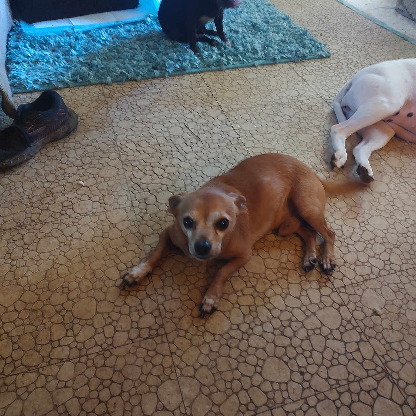 Two Socks joined the competition — help win amazing prizes! animal, black_dog, blue_rug, brown_dog, canine, curious, dog, domestic, floor, house, indoor, laying_down, multiple_dogs, paw, pet, resting, rug, shoe, tile_floor, white_dog