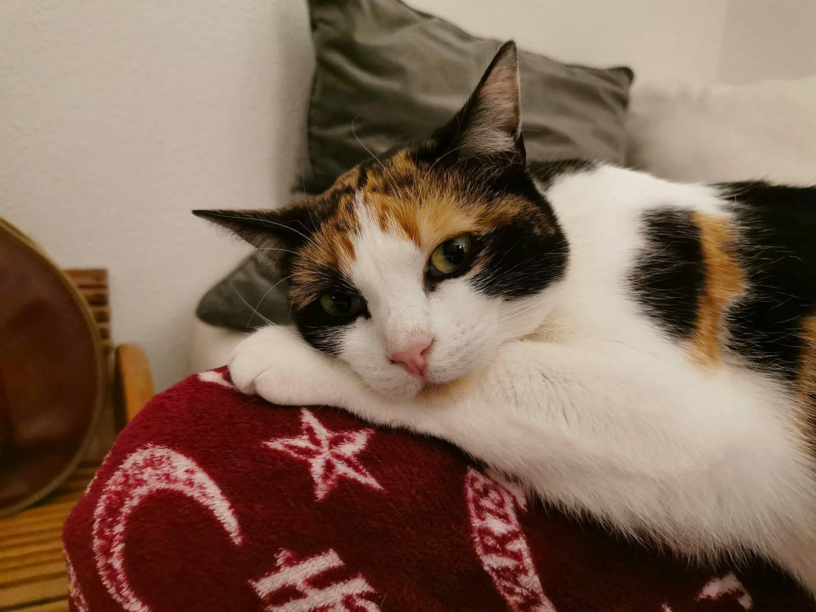 édith participe au concours pour gagner de l'argent avec cette photo : carmine, carnivore, cat, cat_supply, claw, comfort, domestic_short_haired_cat, felidae, foot, fur, lap, nap, paw, sitting, sleep, small_to_medium_sized_cats, snout, tail, whiskers