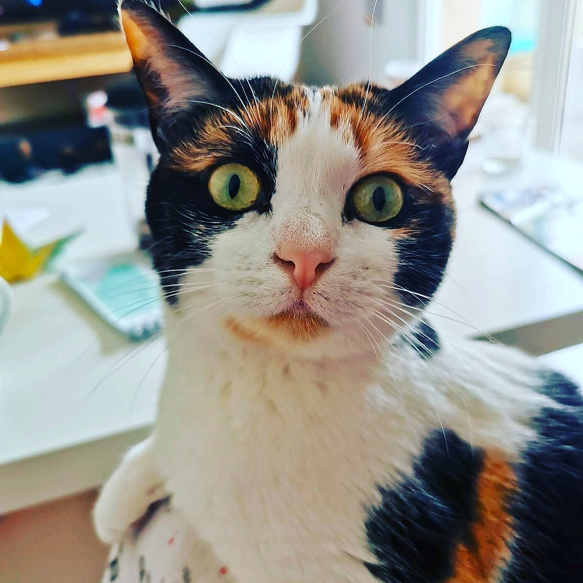 édith a rejoint le concours — aidez-le/la à gagner de superbes lots ! box, carnivore, cat, domestic_short_haired_cat, ear, eye, eyebrow, felidae, fur, hair, head, human_body, paw, small_to_medium_sized_cats, snout, square, tail, whiskers, window