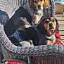 animal, beagle_mix, black_and_tan, daytime, dog, domestic_animal, furniture, garden_tools, outdoor, pet, plastic_chair, porch, red_cushion, relaxed, resting, shadow, sunlight, two_dogs, wicker_chair, wooden_floor
