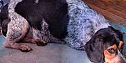 Scrappy joined the competition — help win amazing prizes! animal, black_and_white, brown_eyes, canine, companion, dog, domestic, ears, floor, fur, indoor, looking_sideways, lying_down, mat, paw, pet, portrait, resting, snout, speckled_coat