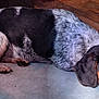 animal, black_and_white, brown_eyes, canine, companion, dog, domestic, ears, floor, fur, indoor, looking_sideways, lying_down, mat, paw, pet, portrait, resting, snout, speckled_coat