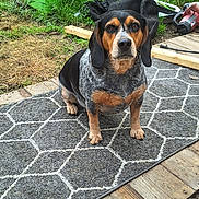 Scrappy joined the competition — help win amazing prizes! animal, backyard, black, brown, carpet, dog, ears, eyes, face, fur, grass, outdoor, pet, recycling_bin, sitting, snout, speckled_coat, tool, white, wooden_fence