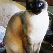 Oraya participe au concours pour gagner de l'argent avec cette photo : balinese, birman, burmese, carnivore, cat, colorpoint_shorthair, felidae, himalayan, javanese, kitten, mammal, ragdoll, siamese, small_to_medium_sized_cats, snowshoe, tail, thai, tonkinese, vertebrate, whiskers