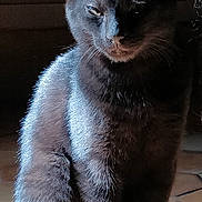 Odin a rejoint le concours — aidez-le/la à gagner de superbes lots ! asian, black_cat, burmese, carnivore, cat, felidae, german_rex, havana_brown, javanese, korat, mammal, oriental_longhair, oriental_shorthair, russian_blue, small_to_medium_sized_cats, snout, vertebrate, whiskers