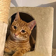 Sunny D Martin is registered to the contest to win money with this photo: animal, cat, cat_condo, cozy, curious, cute, ears, eyes, feline, fur, home, indoor, orange_tabby, paw, pet, playful, portrait, relaxed, resting, whiskers