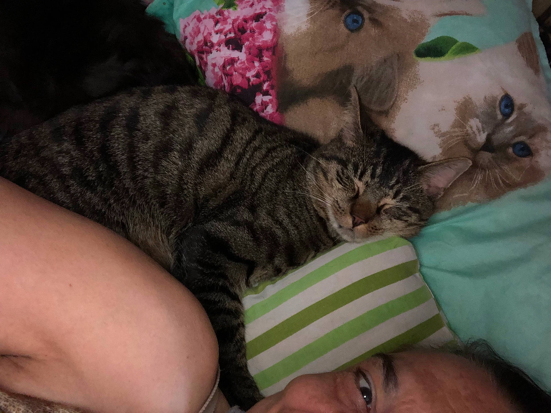 Tabby Martin is registered to the contest to win money with this photo: animal, bedroom, blanket, cat, cat_faces, closeup, comfort, cozy, cute, face, human, indoor, person, pet, pillow, relaxing, resting, sleeping, striped_pillow, tabby