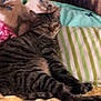 Tabby Martin is registered to the contest to win money with this photo: animal, bed, blurred, cat, comfort, cozy, cute, feline, fur, indoor, mammal, pet, pillow, relaxed, resting, sleeping, soft, striped, tabby, whiskers