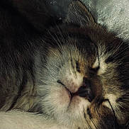 Tabby Martin is registered to the contest to win money with this photo: cat, sleeping, close_up, fur, whiskers, tabby, pet, animal, face, relaxing, cozy, cute, soft, domestic, mammal, rest, quiet, peaceful, indoor, portrait
