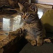 Precious Martin joined the competition — help win amazing prizes! kitten, tabby, cat, indoor, curious, perched, ledge, feline, young, pet, animal, whiskers, ears, paws, reflective_surface, floor, domestic, cute, alert, companion