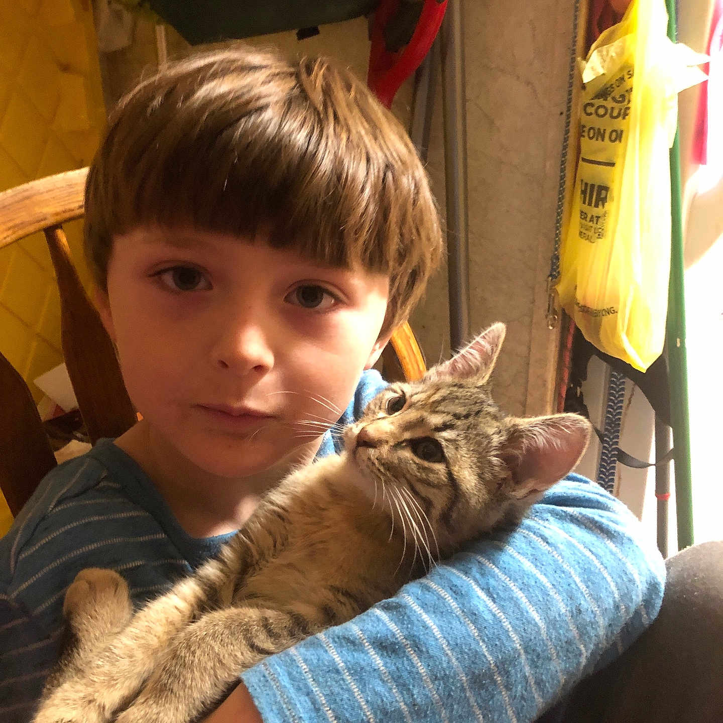 Harley Armstead is registered to the contest to win money with this photo: animal, blue_shirt, brown_hair, calm, cat, child, close_up, comfort, cozy, domestic, face, furniture, holding, household_items, indoor, pet, striped_shirt, tabby_cat, wooden_chair, young
