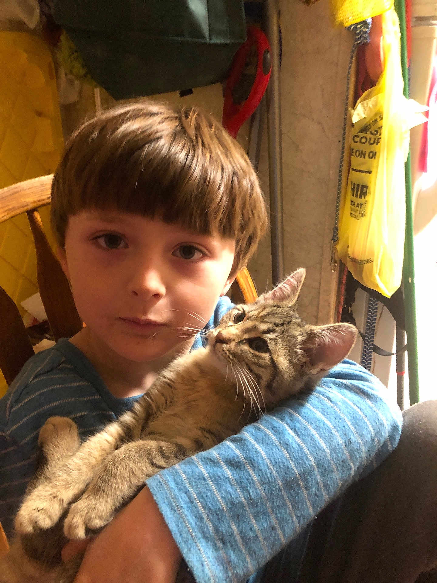 Harley Armstead is registered to the contest to win money with this photo: child, cat, tabby_cat, indoor, holding, blue_shirt, striped_shirt, brown_hair, wooden_chair, face, pet, animal, young, calm, close_up, furniture, household_items, domestic, comfort, cozy