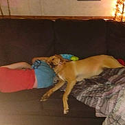 Ann Armstead joined the competition — help win amazing prizes! person, dog, couch, blanket, sleeping, resting, indoor, furniture, lamp, soft_lighting, brown_dog, casual_clothing, relaxation, home, living_room, comfort, dark_background, sleepwear, blanket_pattern, pet