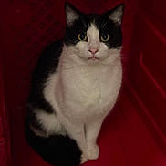 Louis joined the competition — help win amazing prizes! black_and_white, cat, close_up, cozy, curious, ears, fabric, feline, fur, indoor, looking_at_camera, pet, pink_nose, portrait, red_background, sitting, soft_texture, tuxedo_cat, whiskers, yellow_eyes