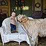 Jackson is registered to the contest to win money with this photo: child, toddler, animal, cow, mini_cow, carrot, feeding, wicker_furniture, blanket, barn, rustic, flowers, wreath, door, wooden_door, hay, boots, shirt, jeans, curious