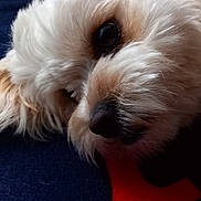Toshy participe au concours pour gagner de l'argent avec cette photo : dog, close_up, fluffy, white_fur, beige_fur, eye, nose, blanket, blue, red, resting, pet, cute, animal, indoor, portrait, fur_texture, relaxed, lying_down, soft