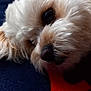 dog, close_up, fluffy, white_fur, beige_fur, eye, nose, blanket, blue, red, resting, pet, cute, animal, indoor, portrait, fur_texture, relaxed, lying_down, soft