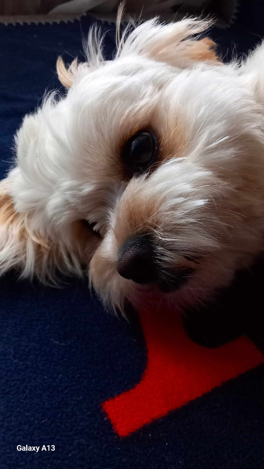 Toshy participe au concours pour gagner de l'argent avec cette photo : dog, close_up, fluffy, white_fur, beige_fur, eye, nose, blanket, blue, red, resting, pet, cute, animal, indoor, portrait, fur_texture, relaxed, lying_down, soft