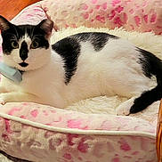 Smudge is registered to the contest to win money with this photo: cat, black_and_white, pet_bed, pink, plush, cozy, indoor, feline, collar, relaxed, fur, animal, cute, wood_floor, home, domestic, resting, looking, soft, comfortable
