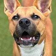 Treasure is registered to the contest to win money with this photo: animal, brown_fur, canine, close_up, collar, dog, ears, focus, friendly, grass, happy, looking_up, mouth, nose, outdoor, pet, portrait, smiling, teeth, white_fur