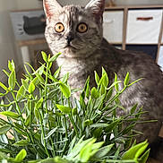 Argane participe au concours pour gagner de l'argent avec cette photo : amber_eyes, animal, blurred_background, cat, closeup, curious, cute, domestic_cat, feline, fur, greenery, home_decor, houseplant, indoor, pet, plant, portrait, tabby_cat, wooden_table, young_cat