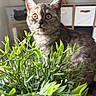 amber_eyes, animal, blurred_background, cat, closeup, curious, cute, domestic_cat, feline, fur, greenery, home_decor, houseplant, indoor, pet, plant, portrait, tabby_cat, wooden_table, young_cat