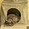 Argane participe au concours pour gagner de l'argent avec cette photo : animal, beige, cat, cat_condo, cozy, cute, domestic_cat, feline, fur, home, indoor, nap, paw, pet, relaxed, resting, sleeping, soft, tabby, whiskers