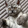 Argane a rejoint le concours — aidez-le/la à gagner de superbes lots ! adorable, animal, blanket, cat, close_up, cute, domestic_cat, feline, fur, gray_fur, indoors, kitten, lying_down, paw, pet, playful, soft_texture, whiskers, yellow_eyes, young_cat