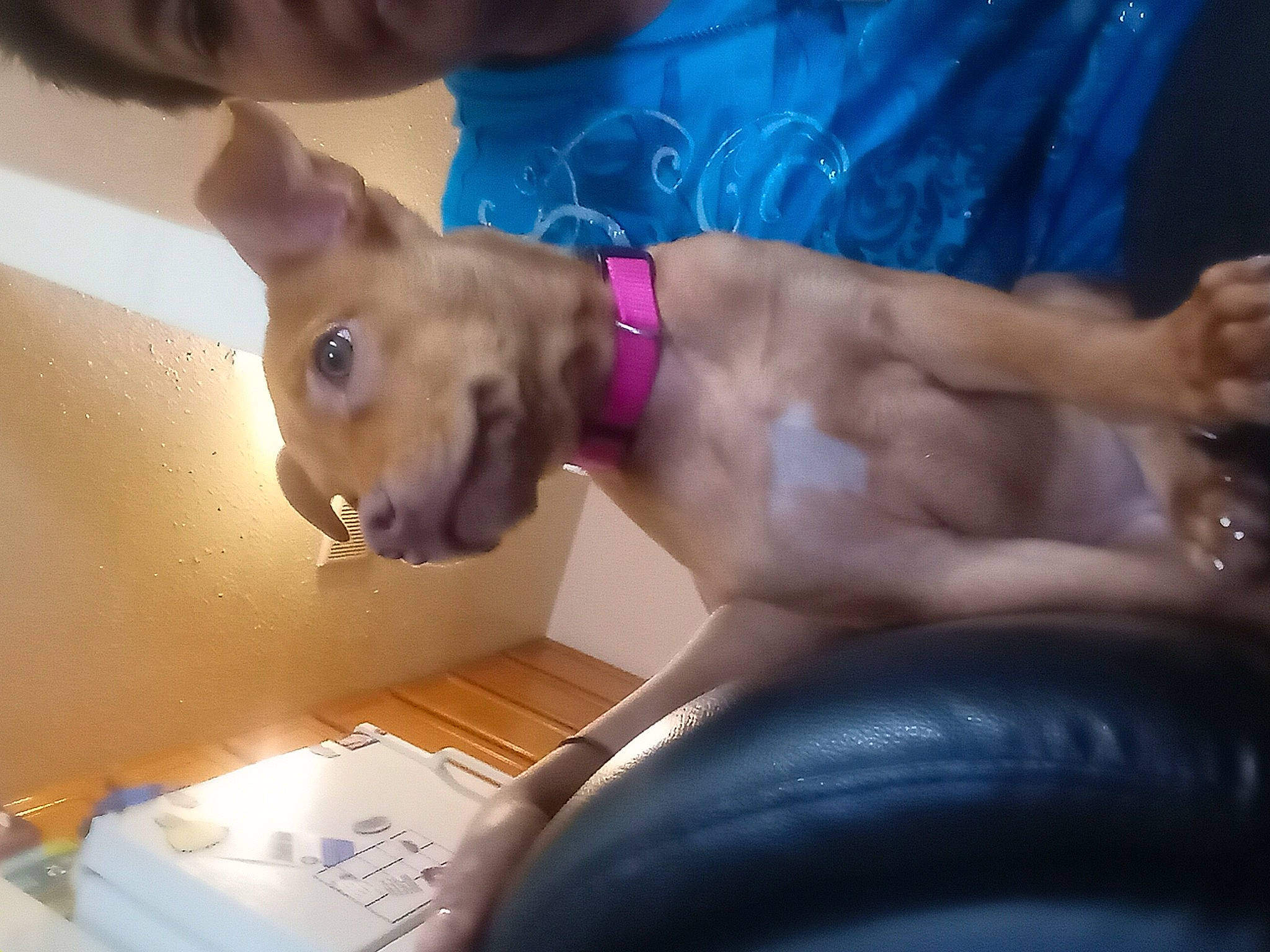 Cocoa is registered to the contest to win money with this photo: abdomen, barechested, chest, dog_breed, elbow, eyewear, fashion_accessory, fawn, flesh, fun, gesture, human_body, human_leg, jewellery, leisure, selfie, thigh, trunk