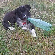Vénus participe au concours pour gagner de l'argent avec cette photo : puppy, dog, grass, field, plastic_bottle, black_and_white, pet, outdoor, playful, animal, young_dog, chewing, nature, fur, collar, tag, grassland, cute, lying_down, canine
