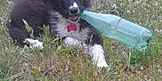 Vénus participe au concours pour gagner de l'argent avec cette photo : animal, black_and_white, canine, chewing, collar, cute, dog, field, fur, grass, grassland, lying_down, nature, outdoor, pet, plastic_bottle, playful, puppy, tag, young_dog