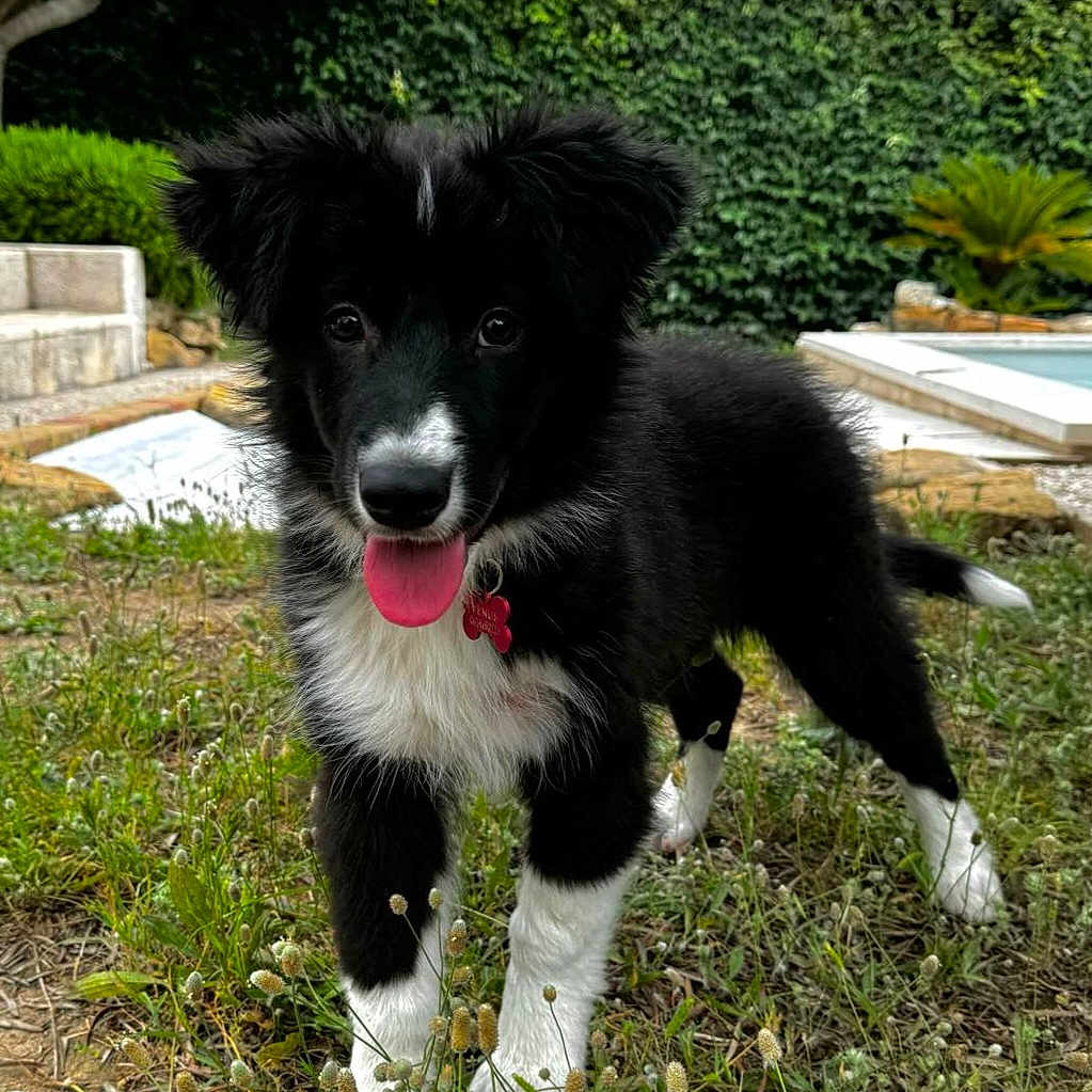 Vénus participe au concours pour gagner de l'argent avec cette photo : animal, black_and_white, canine, collar, cute, dog, ears, fur, garden, grass, greenery, nature, outdoor, pet, playful, puppy, sky, tag, tongue_out, young_dog