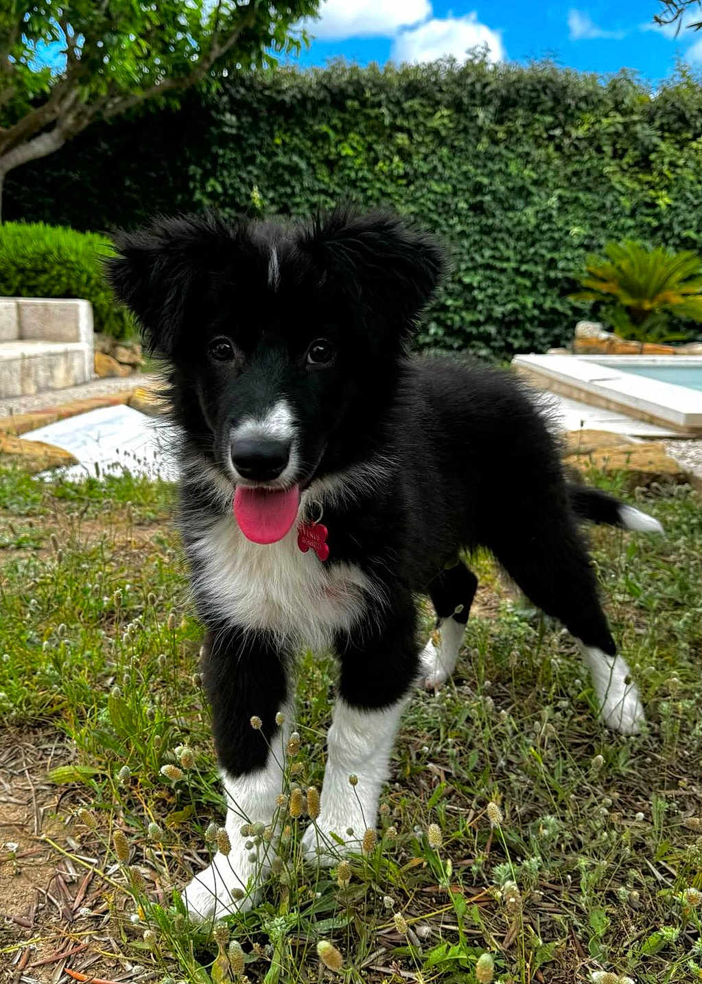 Vénus participe au concours pour gagner de l'argent avec cette photo : puppy, dog, black_and_white, grass, outdoor, tongue_out, pet, young_dog, nature, garden, greenery, sky, playful, fur, ears, collar, tag, cute, animal, canine