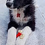 Vénus a rejoint le concours — aidez-le/la à gagner de superbes lots ! animal, black_and_white, bone, close_up, collar, curious, cute, dog, domestic_animal, fur, grass, lying_down, outdoor, paws, pet, playful, puppy, soft_surface, toy, young