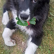 Vénus participe au concours pour gagner de l'argent avec cette photo : adorable, animal, black_and_white, close_up, cute, dog, ears, flower, fur, grass, leaf, lying_down, nature, nose, outdoor, pet, playing, puppy, white_paws, young