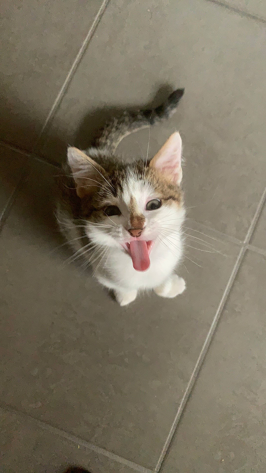 Rocket participe au concours pour gagner de l'argent avec cette photo : aegean_cat, carnivore, cat, domestic_short_haired_cat, european_shorthair, facial_expression, fawn, felidae, kitten, mammal, munchkin, norwegian_forest_cat, ojos_azules, polydactyl_cat, small_to_medium_sized_cats, snapshot, snout, tail, turkish_van, whiskers