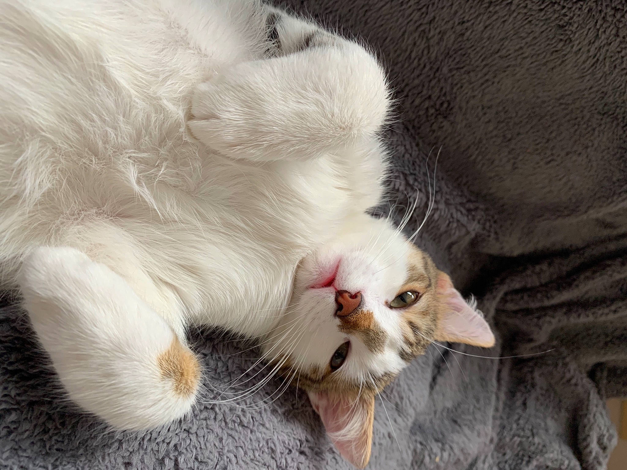 Rocket a rejoint le concours — aidez-le/la à gagner de superbes lots ! carnivore, cat, claw, comfort, domestic_short_haired_cat, facial_expression, felidae, fur, paw, small_to_medium_sized_cats, snout, terrestrial_animal, vertebrate, whiskers