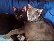 Sissy And Beanie is registered to the contest to win money with this photo: abyssinian, angora, animal, blackcat, canine, cat, couch, cushion, dog, egyptiancat, furniture, homedecor, indoors, interiordesign, kitten, manx, person, pet, siamese, sleeping