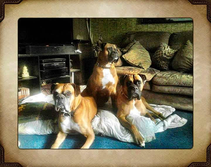 Bowser Josie Jasper is registered to the contest to win money with this photo: art, canidae, carnivore, companion_dog, couch, dog, dog_breed, dog_supply, door, fawn, german_shepherd_dog, giant_dog_breed, painting, picture_frame, rectangle, room, sporting_group, square, tints_and_shades, working_dog