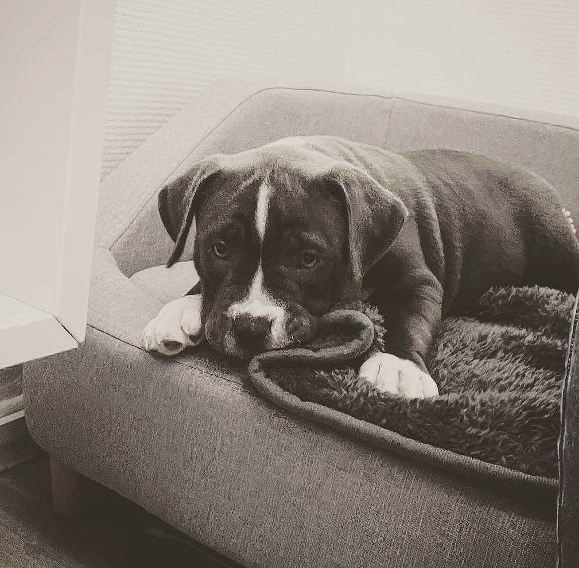 Fiasko a rejoint le concours — aidez-le/la à gagner de superbes lots ! bored, canidae, carnivore, comfort, companion_dog, dog, dog_breed, fawn, flooring, gun_dog, linens, liver, mammal, monochrome_photography, rectangle, snout, sporting_group, tints_and_shades, whiskers, working_animal