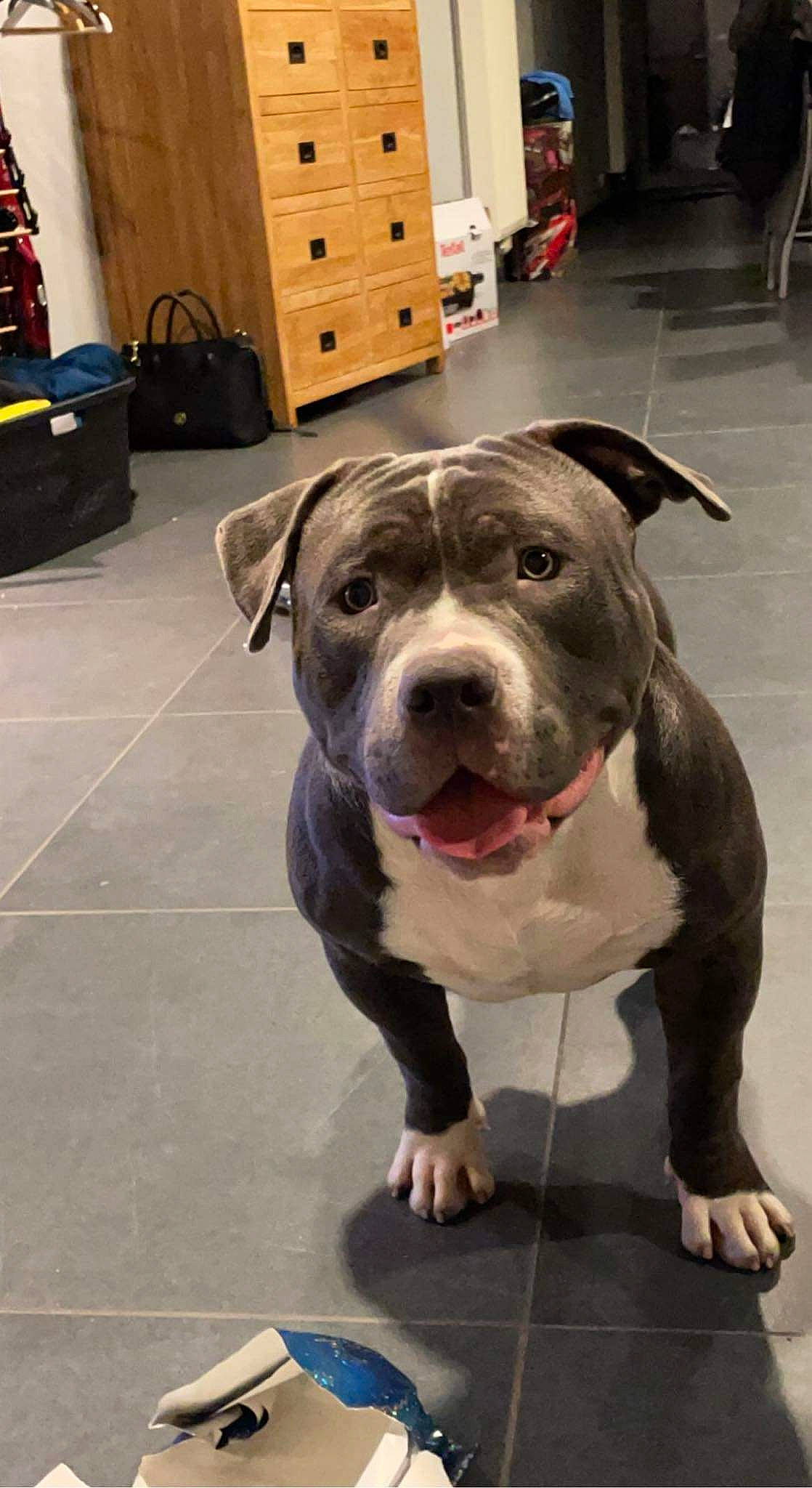 Fiasko participe au concours pour gagner de l'argent avec cette photo : cabinetry, carnivore, chest, chest_of_drawers, collar, companion_dog, cupboard, dog, dog_breed, dog_collar, drawer, dresser, fawn, flooring, hardwood, leash, snout, whiskers, wood, working_animal