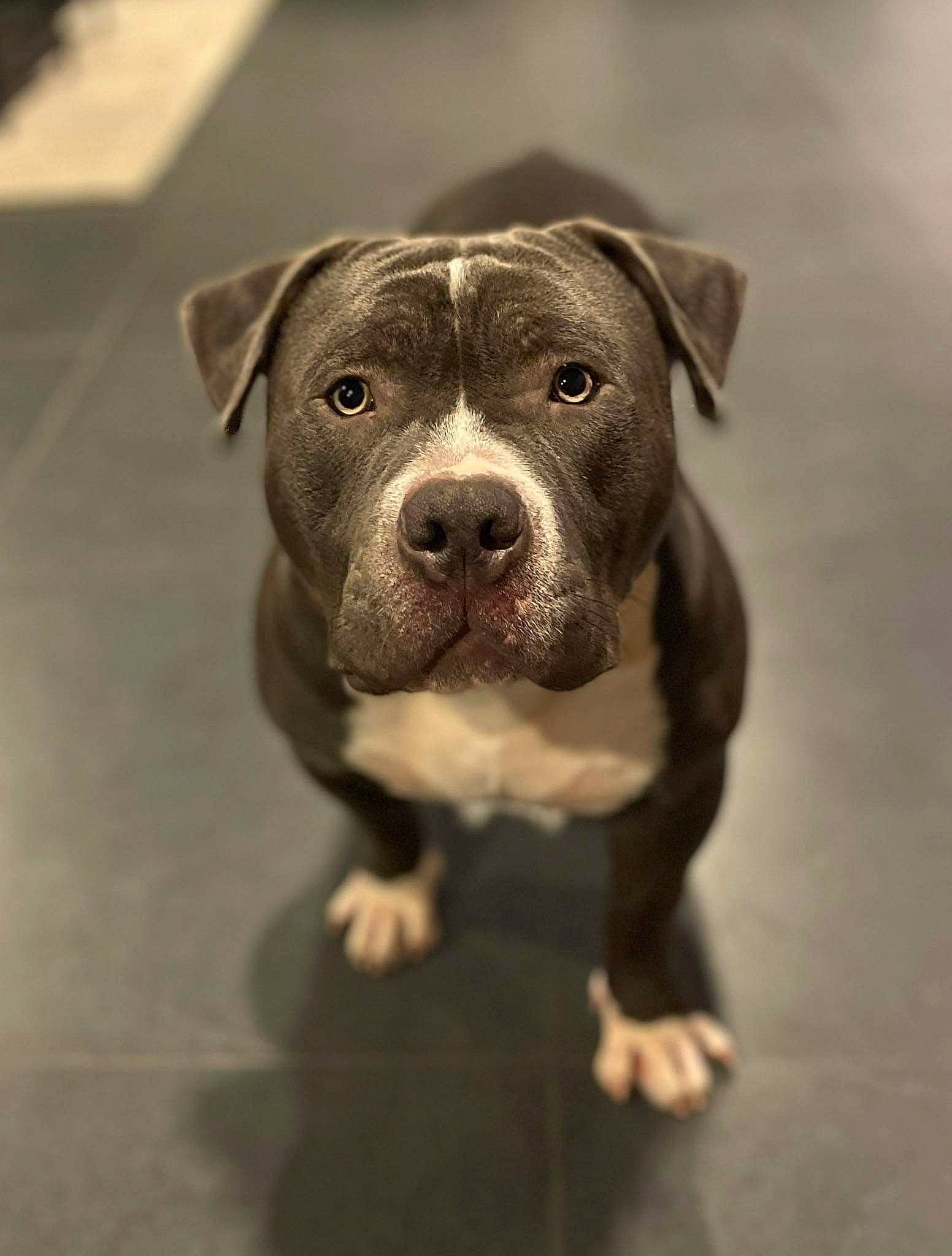 Fiasko participe au concours pour gagner de l'argent avec cette photo : canidae, carnivore, companion_dog, dog, dog_breed, eye, fawn, fur, monochrome_photography, non_sporting_group, snout, sporting_group, terrestrial_animal, whiskers, working_animal