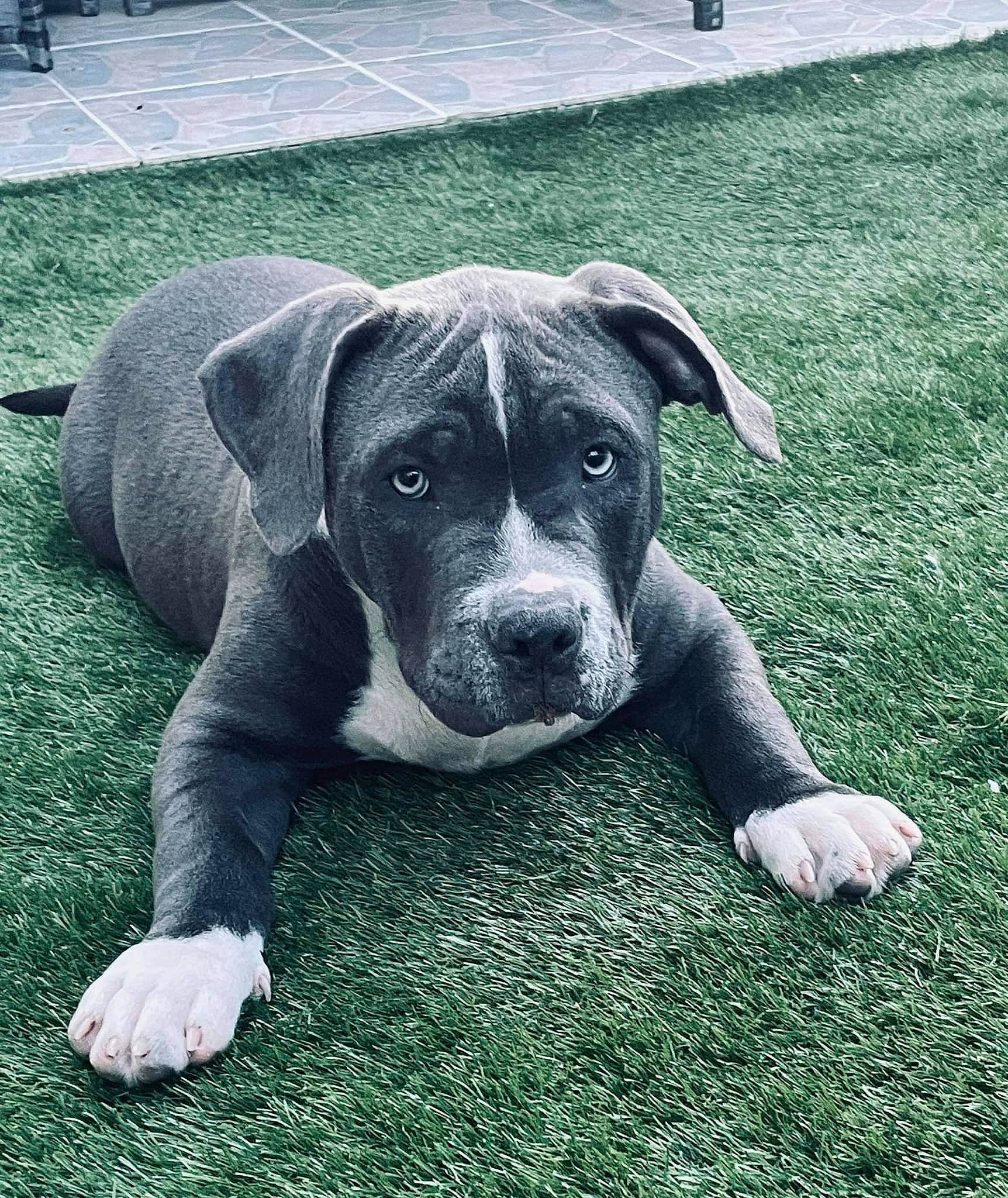 Fiasko a rejoint le concours — aidez-le/la à gagner de superbes lots ! canidae, carnivore, companion_dog, dog, dog_breed, eye, fawn, grass, groundcover, metal, non_sporting_group, plant, snout, sporting_group, terrestrial_animal, whiskers, working_animal, working_dog