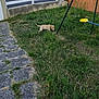 collar, curious, daytime, exploring, fence, garden, grass, greenery, nature, outdoor, pathway, pet, playground, puppy, residential, sidewalk, small_dog, swing, yard, young_dog